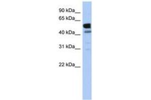 Image no. 1 for anti-Lactate Dehydrogenase D (LDHD) (AA 431-480) antibody (ABIN6743723) (LDHD antibody  (AA 431-480))