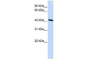 WB Suggested Anti-TMOD3 Antibody Titration: 0. (TMOD3 antibody  (Middle Region))