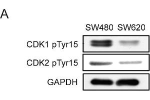 Western Blotting (WB) image for anti-Glyceraldehyde-3-Phosphate Dehydrogenase (GAPDH) antibody (ABIN2857072)