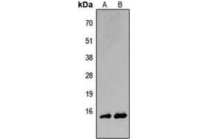 Western blot analysis of BATF expression in HeLa (A), H9C2 (B) whole cell lysates.