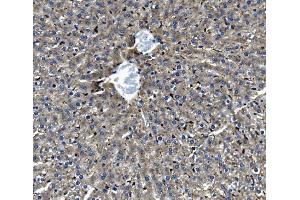 IHC analysis of GILT/IFI30 using anti-GILT/IFI30 antibody (ABIN7601299).