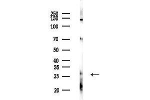 anti-Homeobox B4 (HOXB4) (N-Term) antibody