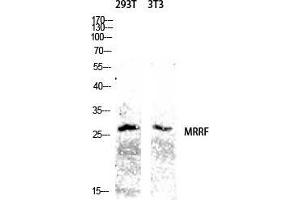 Western Blot (WB) analysis of 293T 3T3 lysis using MRRF antibody. (MRRF antibody  (C-Term))