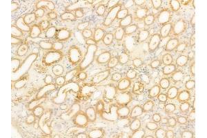 ABIN6266202 and ABIN6277355 at 1/100 staining human normal kidney tissue by IHC-P. (Dopamine Receptor d1 antibody  (N-Term))