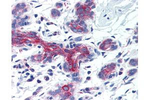 Anti-AIFM3 antibody IHC of human breast. (AIFM3 antibody  (Internal Region))