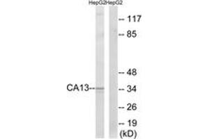 Western Blotting (WB) image for anti-Carbonic Anhydrase XIII (CA13) (AA 141-190) antibody (ABIN2890186) (CA13 antibody  (AA 141-190))