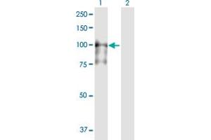 Western Blot analysis of MCM4 expression in transfected 293T cell line by MCM4 MaxPab polyclonal antibody. (MCM4 antibody  (AA 1-863))