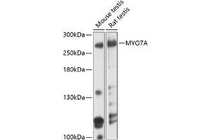 Western blot analysis of extracts of various cell lines, using MYO7A antibody (ABIN6129058, ABIN6144293, ABIN6144294 and ABIN6219050) at 1:3000 dilution. (Myosin VIIA antibody  (AA 850-1150))