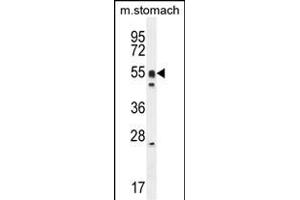 DMRTA1 Antibody (C-term) (ABIN654811 and ABIN2844485) western blot analysis in mouse stomach cell line lysates (35 μg/lane).