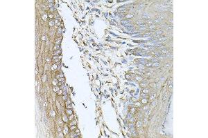 Immunohistochemistry of paraffin-embedded mouse skin using CALU antibody at dilution of 1:100 (x40 lens).
