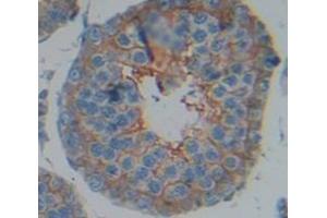 Figure. (N-Cadherin antibody  (AA 563-685))
