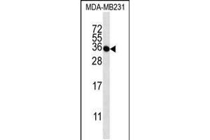 Western blot analysis in MDA-MB231 cell line lysates (35ug/lane). (TAS2R1 antibody  (C-Term))