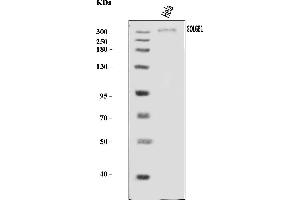 Western blot analysis of Giantin/GOLGB1 using anti-Giantin/GOLGB1 antibody (ABIN7600139). (Golgin B1 (GOLGB1) (AA 153-950) antibody)