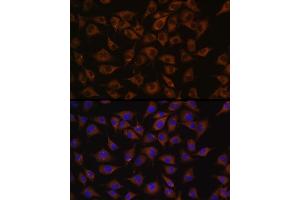 Immunofluorescence analysis of L929 cells using Prohibitin Rabbit pAb (ABIN3020627, ABIN3020628, ABIN3020629 and ABIN6213601) at dilution of 1:100 (40x lens). (Prohibitin antibody  (AA 73-272))