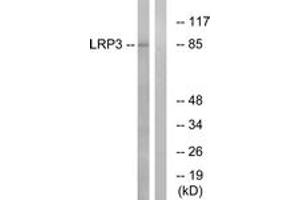 Western Blotting (WB) image for anti-Low Density Lipoprotein Receptor-Related Protein 3 (LRP3) (AA 17-66) antibody (ABIN2890401) (LRP3 antibody  (AA 17-66))