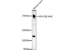 Western blot analysis of extracts of various cell lines, using MYH7/β-MHC Rabbit pAb antibody (ABIN6129609, ABIN6144239, ABIN6144240 and ABIN6223471) at 1:500 dilution. (MYH7 antibody  (AA 1766-1935))