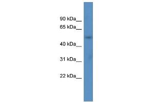 WB Suggested Anti-ACOT9 Antibody Titration: 1. (ACOT9 antibody  (N-Term))