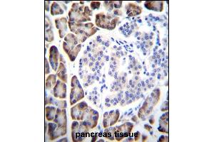 UROC1 Antibody (Center) (ABIN655098 and ABIN2844729) immunohistochemistry analysis in formalin fixed and paraffin embedded human pancreas tissue followed by peroxidase conjugation of the secondary antibody and DAB staining. (UROC1 antibody  (AA 402-430))