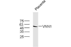 Mouse placenta lysates probed with VNN1 Polyclonal Antibody, Unconjugated  at 1:300 dilution and 4˚C overnight incubation. (VNN1 antibody  (AA 151-250))