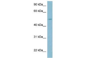 WB Suggested Anti-LBP Antibody Titration:  0. (LBP antibody  (Middle Region))