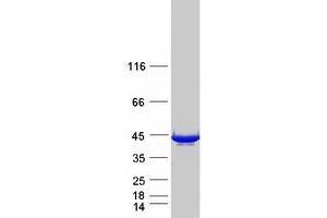 Validation with Western Blot