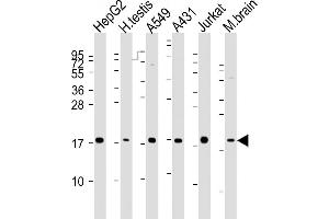 EEF1E1 antibody