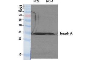 Western Blotting (WB) image for anti-Syntaxin 1A (Brain) (STX1A) (Tyr1328) antibody (ABIN3177570) (STX1A antibody  (Tyr1328))