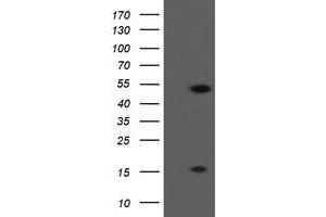 Image no. 1 for anti-ALX Homeobox 4 (ALX4) antibody (ABIN1496620) (ALX4 antibody)