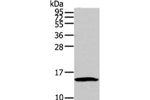 Western Blot analysis of HT-29 cell using HMGA1 Polyclonal Antibody at dilution of 1/250 (HMGA1 antibody)