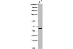 Western Blot analysis of JK cells using Acetyl-Tubulin α (K40) Polyclonal Antibody (TUBA1A antibody  (acLys402))