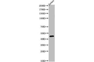 Western Blot analysis of JK cells using Acetyl-Tubulin α (K40) Polyclonal Antibody (TUBA1A antibody  (acLys402))