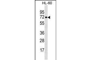 Western blot analysis in HL-60 cell line lysates (35ug/lane). (NEIL3 antibody  (AA 292-320))