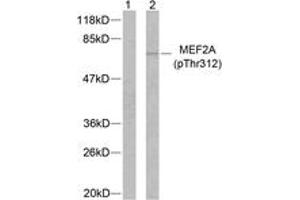 Western blot analysis of extracts from NIH-3T3 cells treated with PMA, using MEF2A (Phospho-Thr312) Antibody. (MEF2A antibody  (pThr312))
