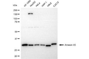 Western blotting analysis using annexin A5 antibody (ABIN7797621).