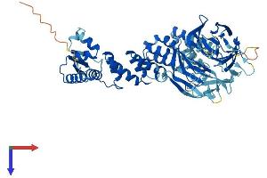 ENC1 Protein (AA 1-589) (His tag)