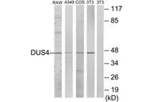 Western blot analysis of extracts from RAW264. (DUSP4 antibody  (AA 81-130))