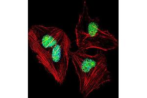 Immunofluorescence (IF) image for anti-Nuclear Factor I/A (NFIA) antibody (ABIN2997755) (NFIA antibody)