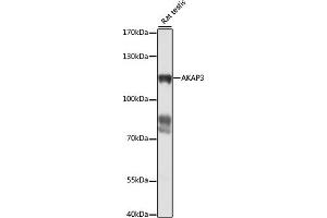 Western blot analysis of extracts of rat testis, using  antibody (ABIN7265352) at 1:1000 dilution.