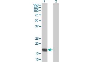Western Blot analysis of RHEB expression in transfected 293T cell line by RHEB MaxPab polyclonal antibody. (RHEB antibody  (AA 1-184))