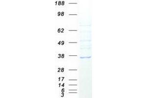 Validation with Western Blot (FAM92B Protein (Myc-DYKDDDDK Tag))