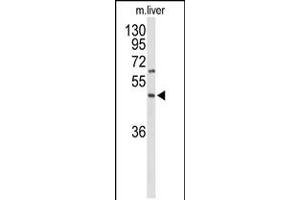 Western blot analysis of GPR160 Antibody in mouse liver tissue lysates (35ug/lane) (GPR160 antibody  (C-Term))