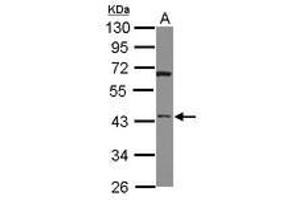 Image no. 1 for anti-HtrA Serine Peptidase 3 (HTRA3) (AA 214-453) antibody (ABIN1498769) (HTRA3 antibody  (AA 214-453))