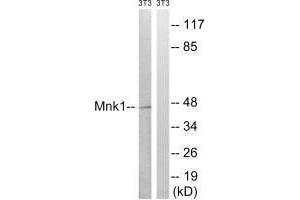 Western blot analysis of extracts from 3T3 cells, treated with PMA (125 ng/mL, 30 mins), using Mnk1 (Ab-385) antibody. (MKNK1 antibody  (Thr385))