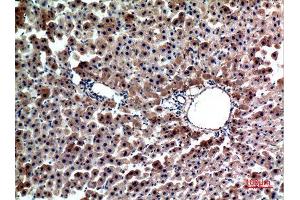 Immunohistochemistry (IHC) analysis of paraffin-embedded Rat Liver, antibody was diluted at 1:100. (FGL1 antibody  (Internal Region))