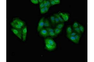 Immunofluorescent analysis of HepG2 cells using ABIN7164355 at dilution of 1:100 and Alexa Fluor 488-congugated AffiniPure Goat Anti-Rabbit IgG(H+L)