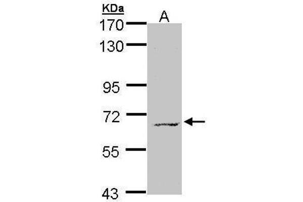 MPP3 anticorps  (Center)