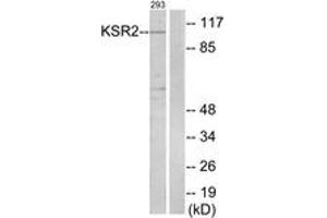 Western blot analysis of extracts from 293 cells, using KSR2 Antibody.