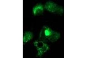 Immunofluorescence (IF) image for anti-Nudix (Nucleoside Diphosphate Linked Moiety X)-Type Motif 6 (NUDT6) antibody (ABIN1499867) (NUDT6 antibody)