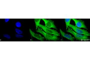 Immunocytochemistry/Immunofluorescence analysis using Rabbit Anti-Hsp27 Polyclonal Antibody . (HSP27 antibody  (HRP))