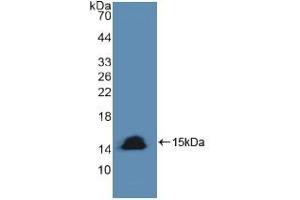 Western blot analysis of recombinant Human CASP8. (Caspase 8 antibody  (AA 385-479))